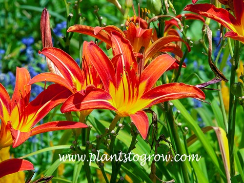 New Yorker Daylily (Hemerocallis)
40 inches, rebloom
red orange petals, yellow orange sepals
Polychrome bicolor
Stout , 1953